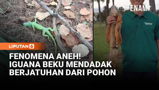 Fenomena Aneh di Florida, Iguana Beku Berjatuhan dari Pohon!