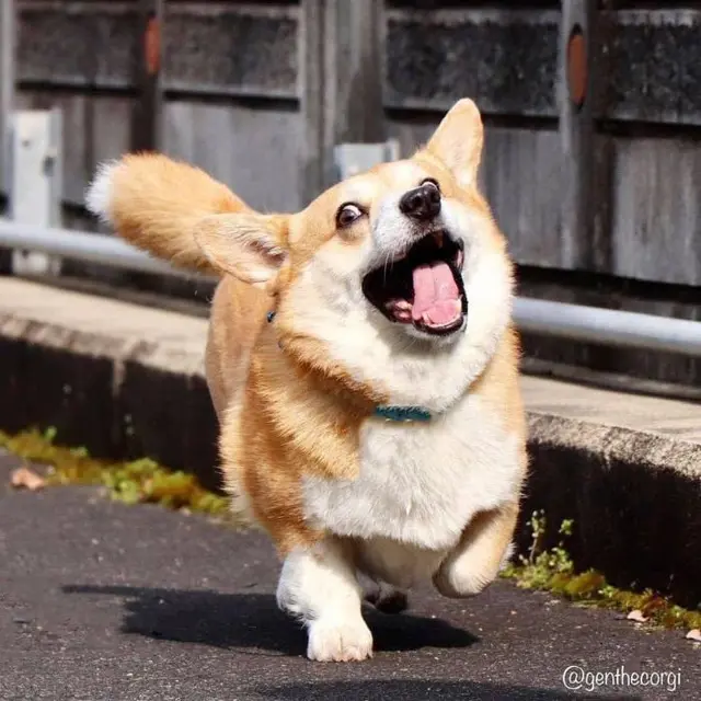 Perkenalkan Gen, Anjing Corgi Lucu Paling Ekspresif dari Jepang