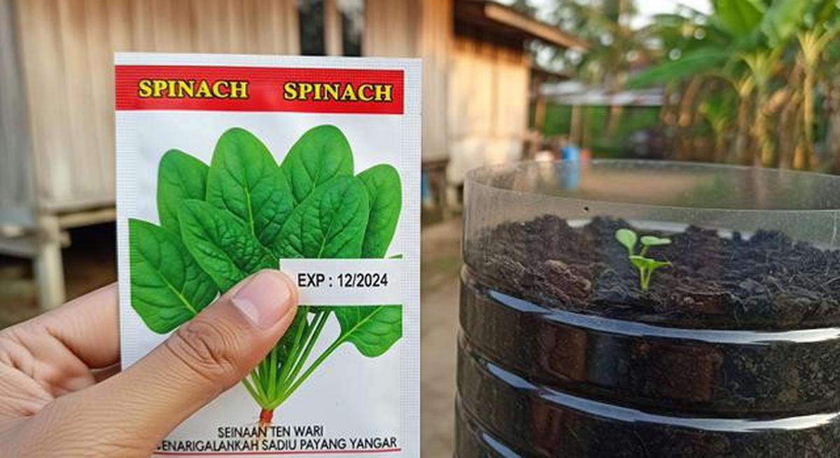 Cara Menanam Bayam di Galon Bekas, Mudah untuk Ketahanan Pangan