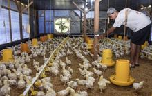 Pengamat Sarankan Investasi Rp20 Triliun Danantara untuk Revitalisasi Peternakan Ayam, Bukan Bangun Baru