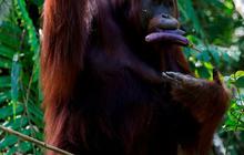 Siku dan Bahu Manusia Hasil Evolusi dari Primata yang Hidup di Pohon, Berfungsi sebagai 'Rem