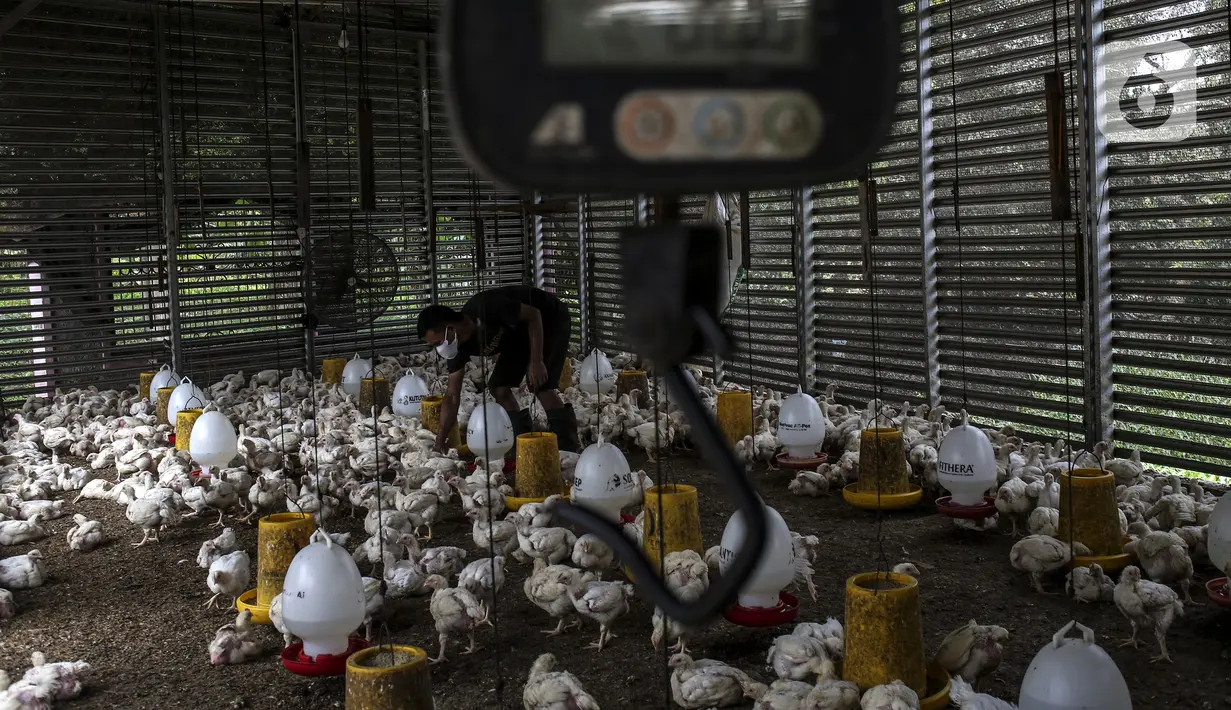 Pekerja memilah ayam yang dipesan konsumen di tempat pemotongan ayam, Jakarta, Jumat (3/12/2021). Jelang Natal dan Tahun Baru harga beberapa kebutuhan pokok khususnya daging sapi dan ayam masih stabil, kecuali minyak goreng curah yang mengalami kenaikan. (Liputan6.com/Johan Tallo)