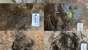 Jejak Kaki Dinosaurus Pemakan Daging Berusia 120 Juta Tahun Ditemukan di Thailand