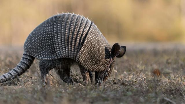 Giant Armadillo