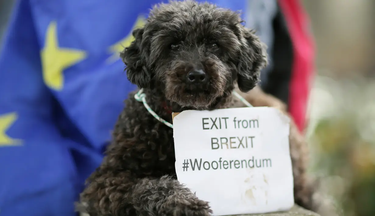 Anjing pudel bernama Lily beristirahat seusai mengikuti pawai gerakan yang disebut 'Wooferendum' di Parliament Square, London, Minggu (7/10).  Sekitar seribu anjing dan pemiliknya menuntut Brexit diakhiri melalui pemungutan suara kedua. (AP/Tim Ireland)
