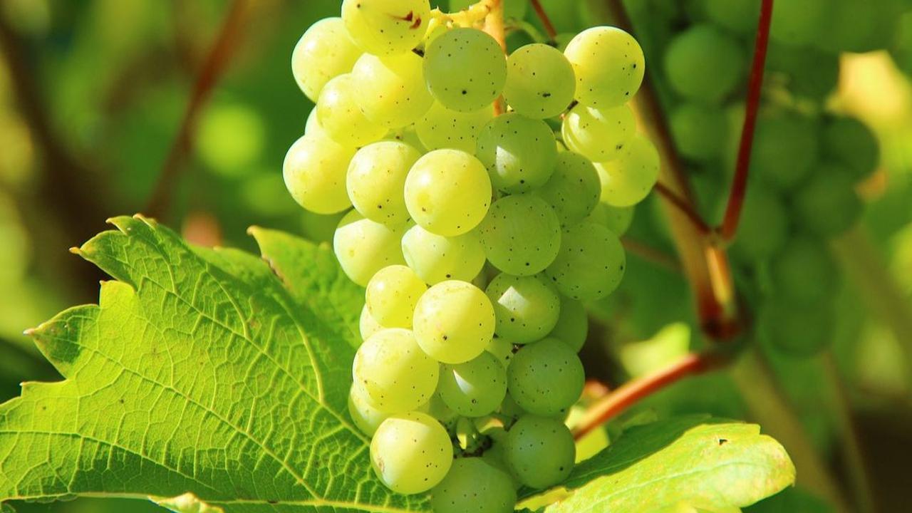 Mengenal Anggur Muscat