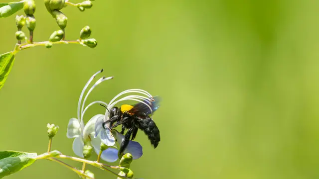Carpenter Bee