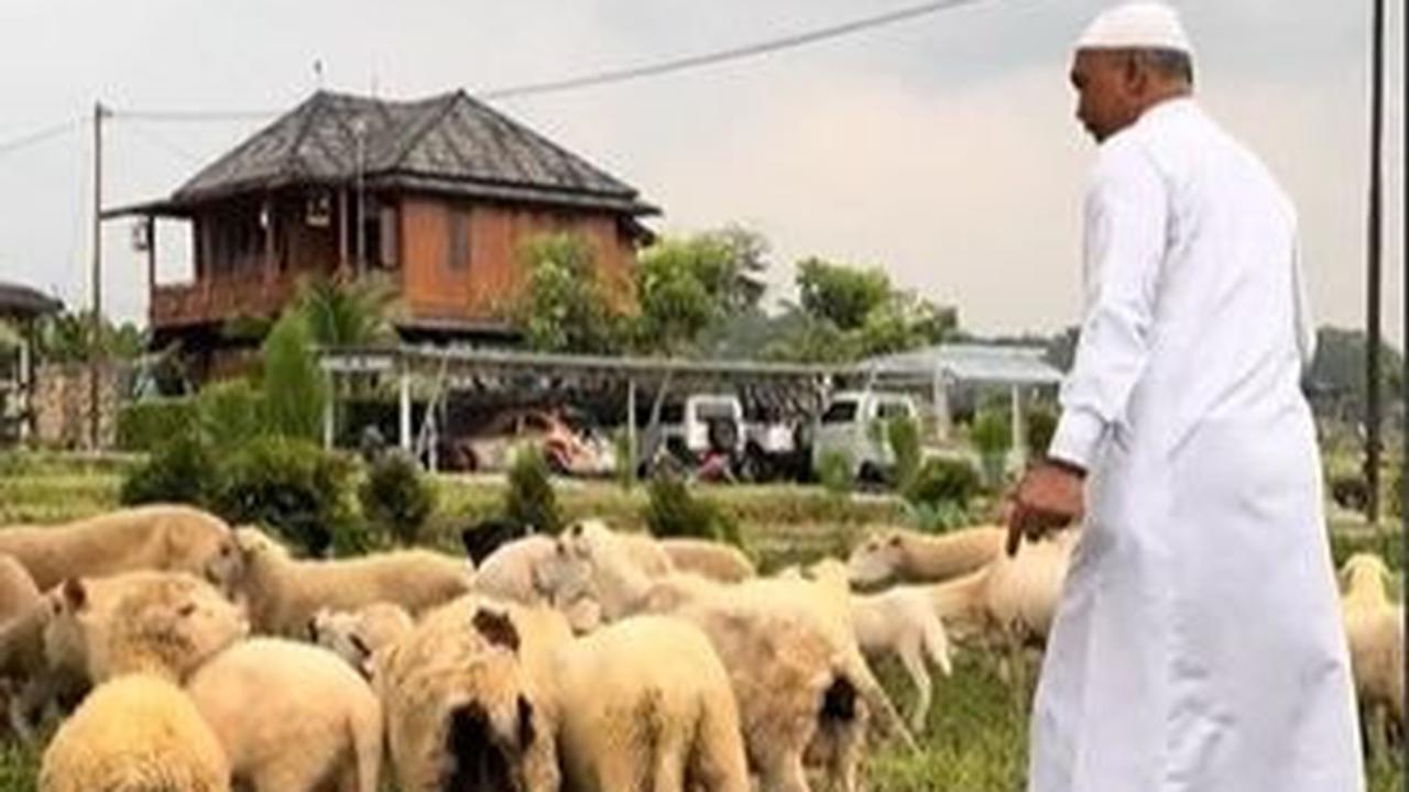 Menggunakan pakaian serba putih, Achmad terlihat mengatur puluhan ekor kambing di sebuah lahan.<br>
