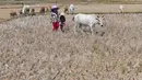 Warga menggembala hewan ternaknya pada sawah yang retak akibat kekeringan di kawasan Weninggalih, Jonggol, Jawa Barat, Selasa, 25 Agustus 2026. (KLY/ Arie Basuki)