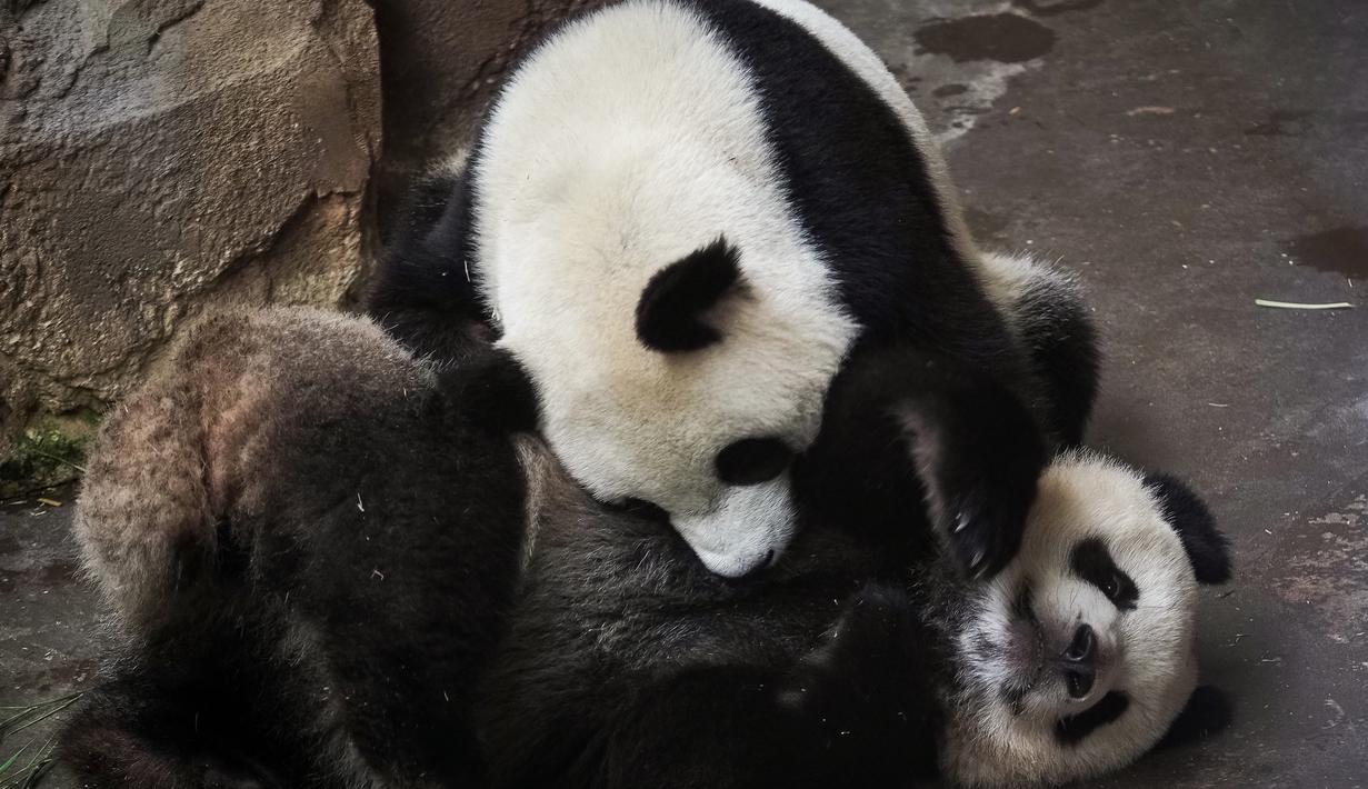Foto Melihat Tingkah Lucu Anak Panda Di Kebun Binatang Global Liputan6 Com