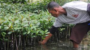 Mengurai Jalan Panjang Perdagangan Karbon Biru Mangrove di Sumut