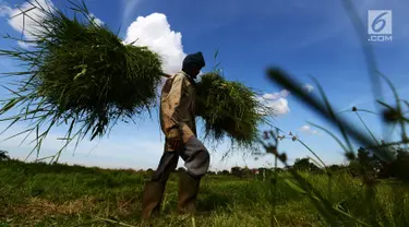 Suwandi (80) membawa rumput di perkebunan Kalimalang, Jakarta, Jumat (4/1). Suwandi mencari rumput untuk makan ternak sapi dengan upah Rp 5000 per ikat. (Merdeka.com/Imam Buhori)