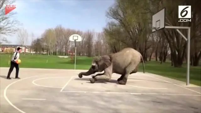 Kerjasama seorang Pria dan gajah saat bermain basket
