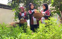 Warga Binaan Lapas Kelas IIA Tangerang Kembangkan Budidaya Ginseng Dukung Ketahanan Pangan Nasional