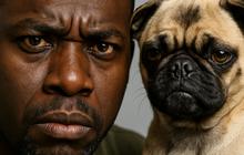 Ilmuwan Pastikan Anjing dan Pemiliknya Punya Kemiripan