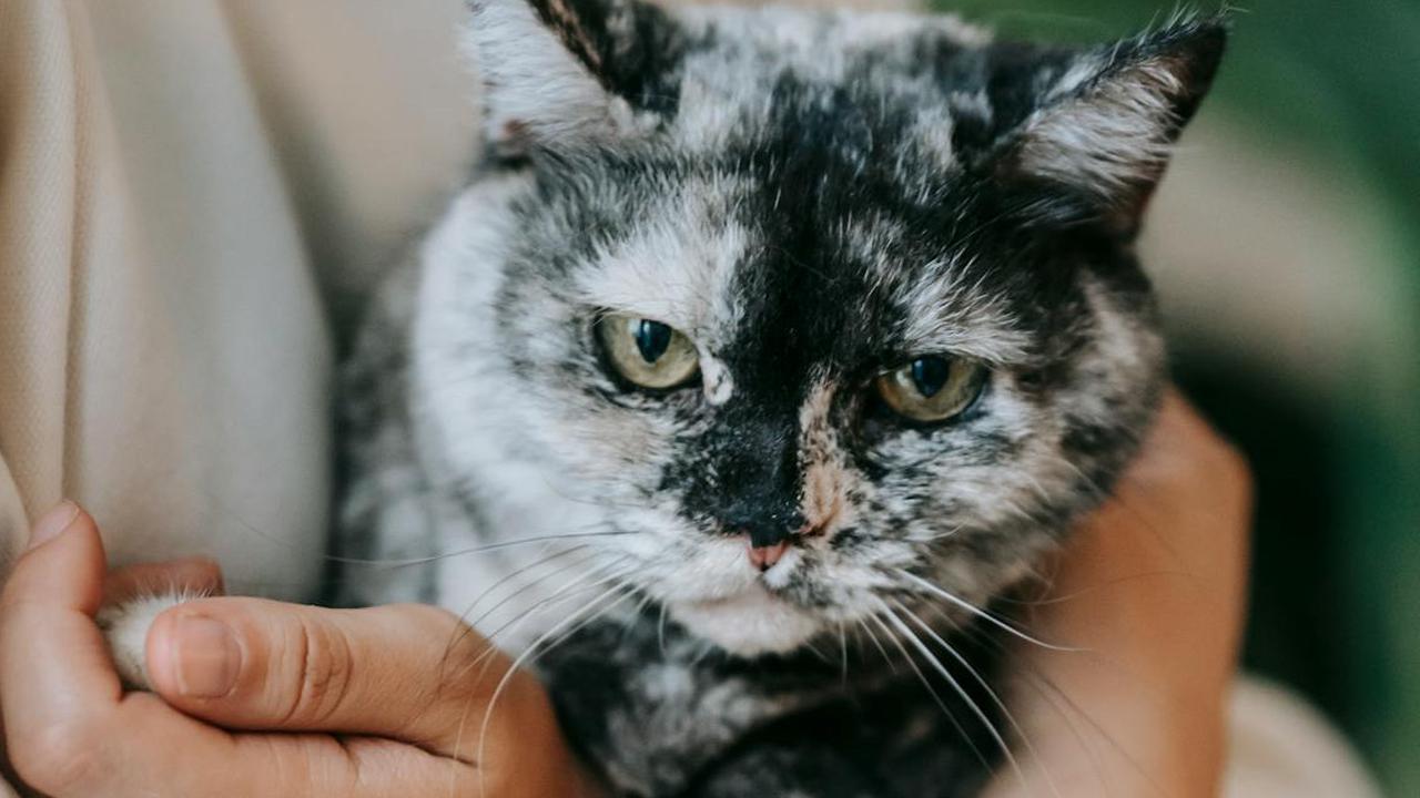 Cerai dengan Istri, Pria Ini Tetap Bayar Nafkah Kucingnya Selama 10 tahun
