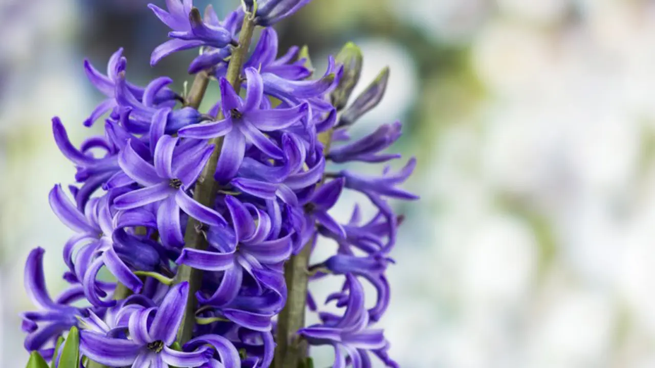 7 Bunga Cantik Ini Ternyata Punya Makna yang Mengejutkan