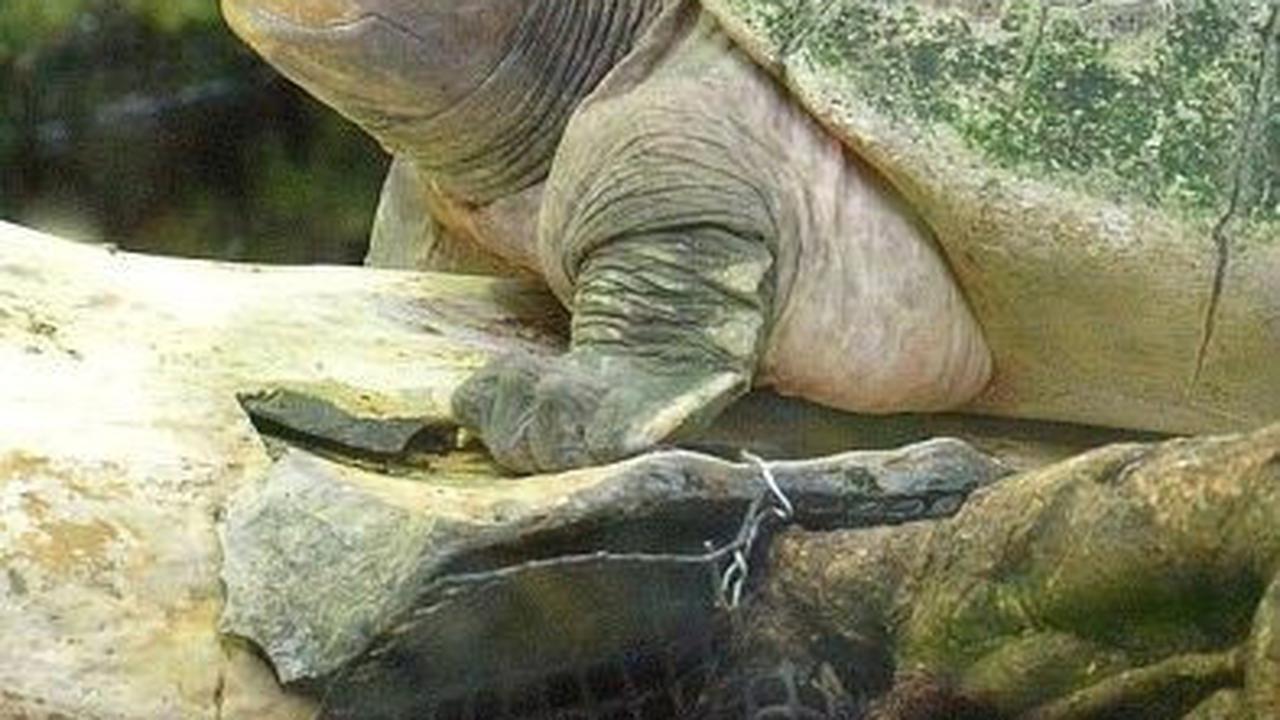 7 Jenis Kura-kura yang Dilindungi di Indonesia, Penting untuk Diketahui