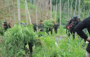 Ladang Ganja Seluas 25 Kali Lapangan Sepak Bola Ditemukan di Aceh