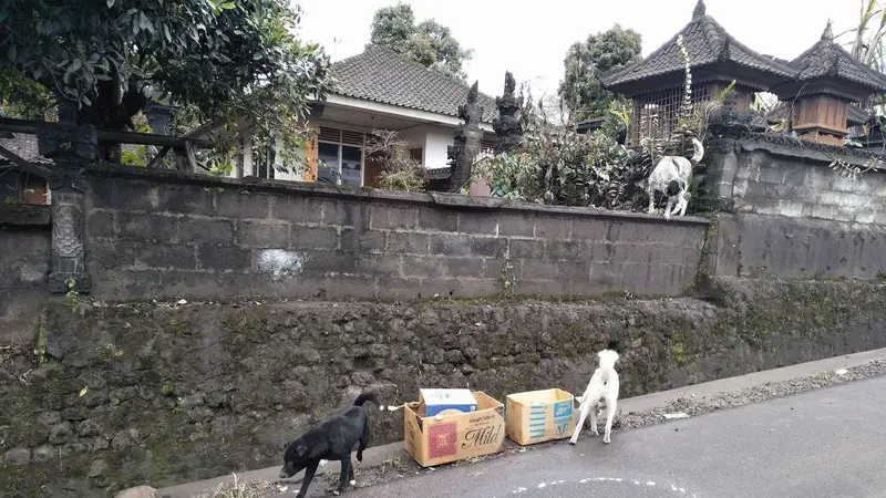 anjing Bali