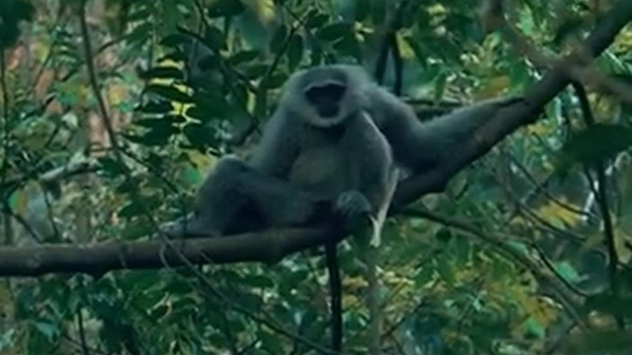 Konservasi Owa Jawa di Petungkriyono