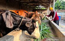 Bukan Hanya Daging Beku: Pemerintah Dorong Pembiakan Sapi Hidup di Dalam Negeri untuk Ekonomi Rakyat