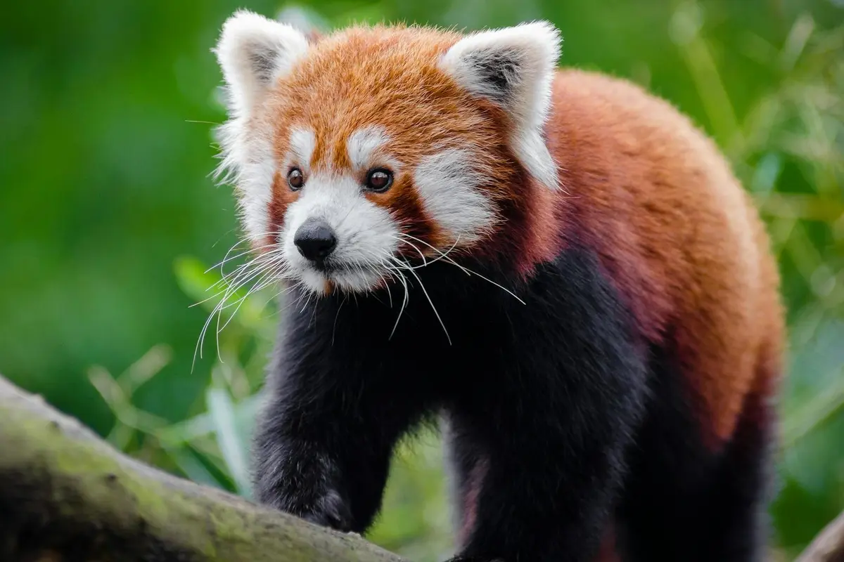 Red Panda