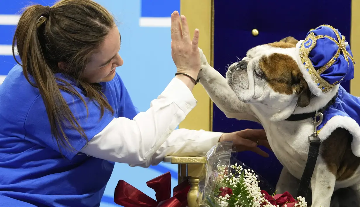 <p>Maggie Estby, dari Champlin, Minnesota, melakukan high-five dengan anjing bulldognya Bam Bam setelah dinobatkan sebagai pemenang kontes "Drake Relays Beautiful Bulldog" tahunan di Des Moines, Iowa, 25 April 2022. Kontes ini dimulai dari perayaan Drake Relays di Universitas Drake di mana seekor bulldog adalah maskotnya. (AP Photo/Charlie Neibergall)</p>