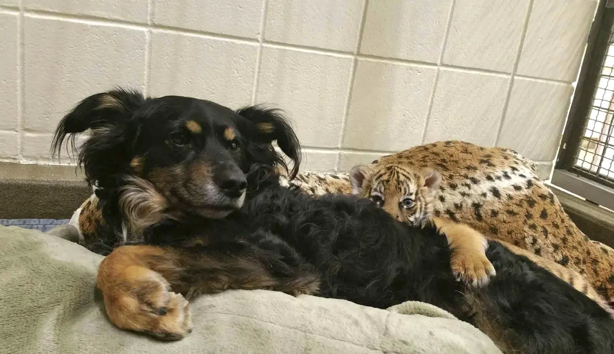 Seekor anjing dan seekor anak harimau di ruang khusus Taman Botani dan Kebun Binatang Cincinnati, AS, Kamis (9/3). Anjing bernama Blakely tersebut menjadi ibu asuh bagi tiga bayi harimau Malaya yang ditolak ibu kandungnya. (Dawn Strasser / AP)
