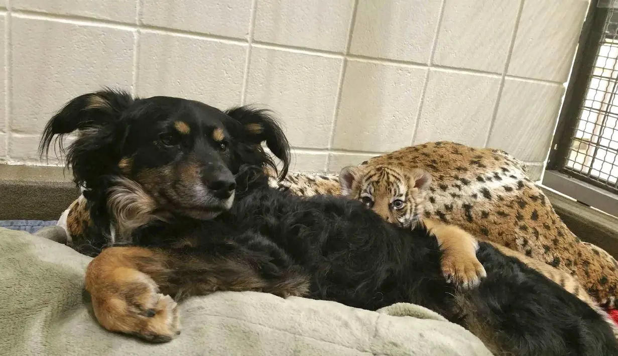Seekor anjing dan seekor anak harimau di ruang khusus Taman Botani dan Kebun Binatang Cincinnati, AS, Kamis (9/3). Anjing bernama Blakely tersebut menjadi ibu asuh bagi tiga bayi harimau Malaya yang ditolak ibu kandungnya. (Dawn Strasser / AP)