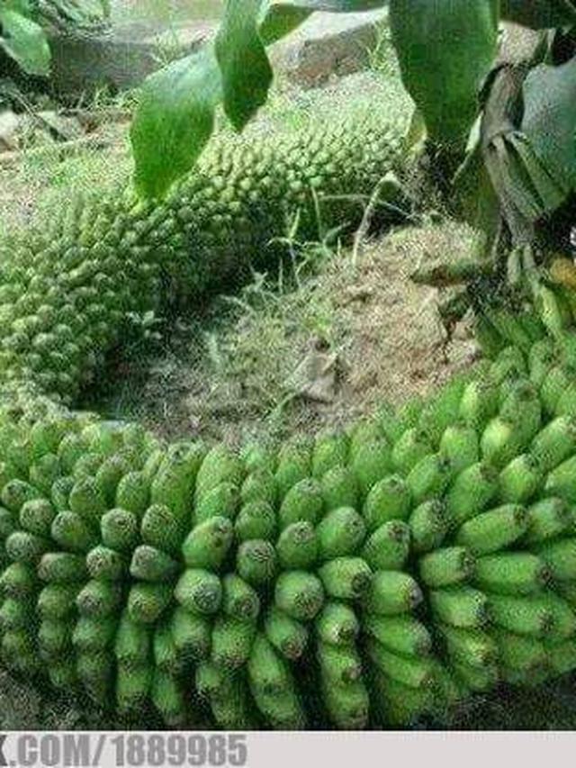 6 Potret Panen Pisang Ini Jadi Sorotan, Rezeki Melimpah