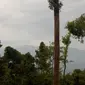 Gunung Rumput di perbatasan Indonesia dan Malaysia. (Dok:&nbsp;https://www.gunungbagging.com/berumput/)