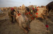 Trik unik pedagang di Pakistan ukir bulu hewan kurban biar laris