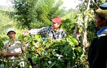 Fakta Mencengangkan: 37% Hutan Lampung Rusak, Perhutanan Sosial Jadi Kunci Pelestarian?