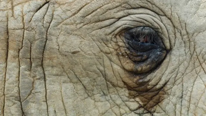 Foto: copyright Ibtimes.com