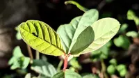Teh Daun Jambu Biji Bisa Cegah Lonjakan Gula Darah pada Pasien Diabetes