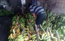 Pisang Lebak Jadi Andalan Ekonomi Petani, Pasokan Ratusan Ton Per Bulan Tingkatkan Kesejahteraan