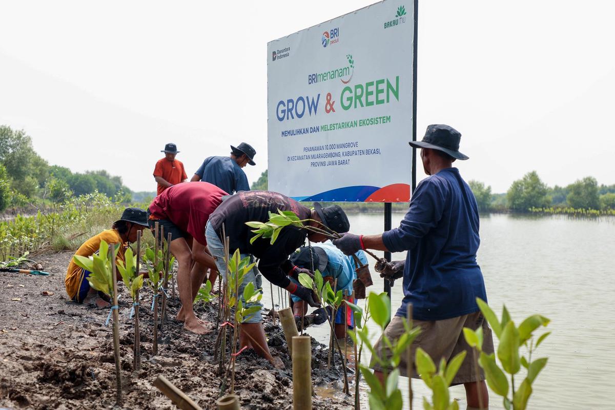 BRI Pertegas Komitmen Selamatkan Lingkungan Lewat Perbaikan Ekosistem Pesisir