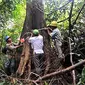 Pekerja PT Sukses Tani Nusasubur melakukan pengukuran lingkar batang pohon Jambu-jambu (Syzytium Sp) di kawasan hutan konservasi, Labangka, Penajam Paser utara, Kaltim. (ANTARA)