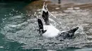 Seekor penguin Afrika  diajari cara berenang di habitat penguin di National Aviary, Pittsburgh, 12 April 2018. Hewan akuatik yang menetas di kandang burung pada bulan Desember 2017 itu baru saja diperkenalkan ke air. (AP Photo/Keith Srakocic)