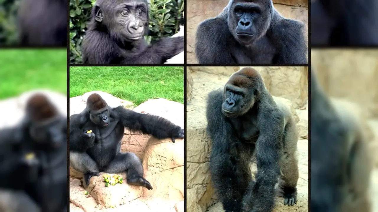 Harambe