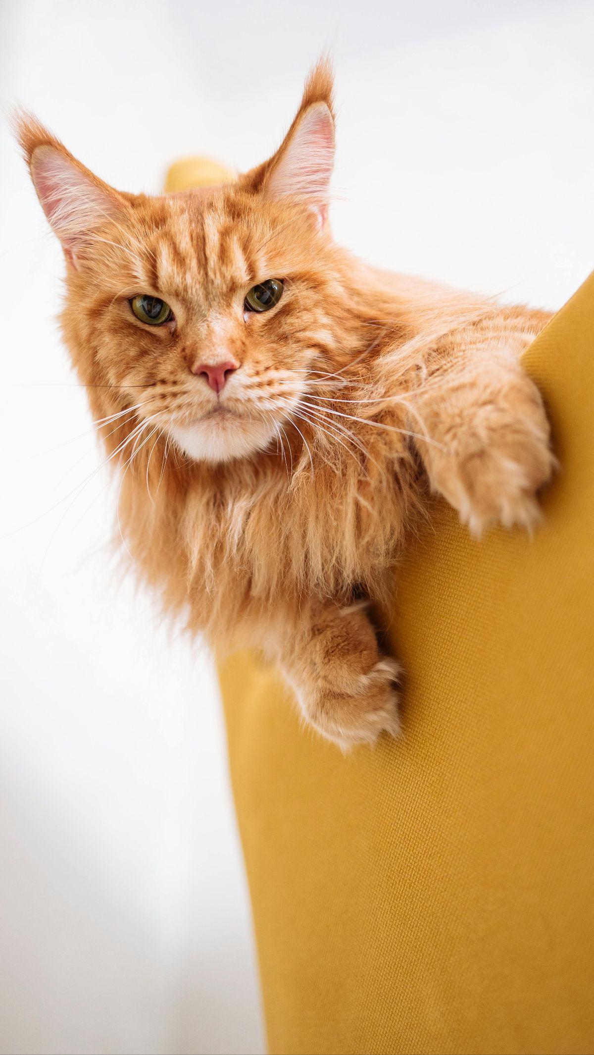 <b>Kucing Ras Maine Coon</b><br>