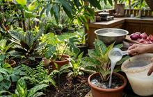 7 Cara Membuat Tanaman Hias Lebih Subur dengan Air Cucian Beras, Bisa Jadi Pupuk Alami