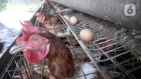 Telur ayam yang siap dikirim ke pasar terlihat di sebuah peternakan di Desa Pengasinan, Gunung Sindur, Kabupaten Bogor, Jawa Barat, Selasa (6/10/2020). Harga telur eceran sempat mencapai Rp 24 ribu per kilogram, sekarang turun Rp 18,500 per kilogram. (merdeka.com/Dwi Narwoko)