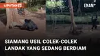 Ada-ada saja aksi usil siamang ini ketika mengganggu landak yang sedang berdiam diri