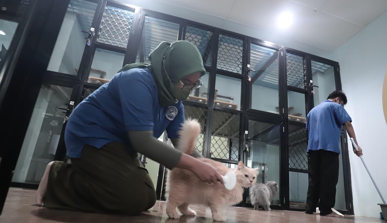 Kapasitas tempat penitipan hampir penuh terisi, terutama sejak pertengahan Maret 2026. Tampak dalam foto, karyawan bermain dengan kucing peliharaan yang menginap di sebuah hotel khusus hewan di Jakarta Pusat, Kamis (19/3/2026). (merdeka.com/Arie Basuki)