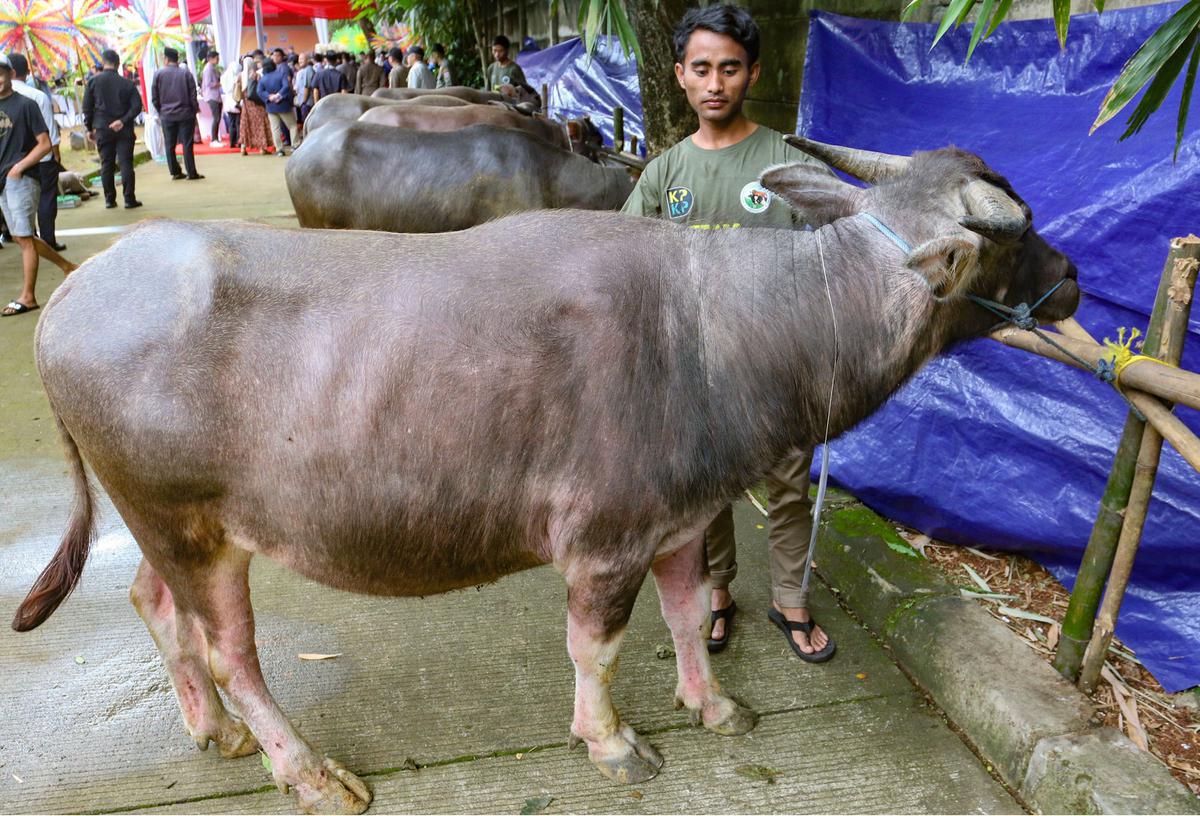 FOTO: Menghidupkan kembali Tradisi Andilan Potong Kebo di Jakarta