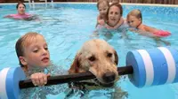 Anjing yang satu ini berhasil mendapatkan kepercayaan dari para anak berkebutuhan khusus sebagai pelatih renang mereka.