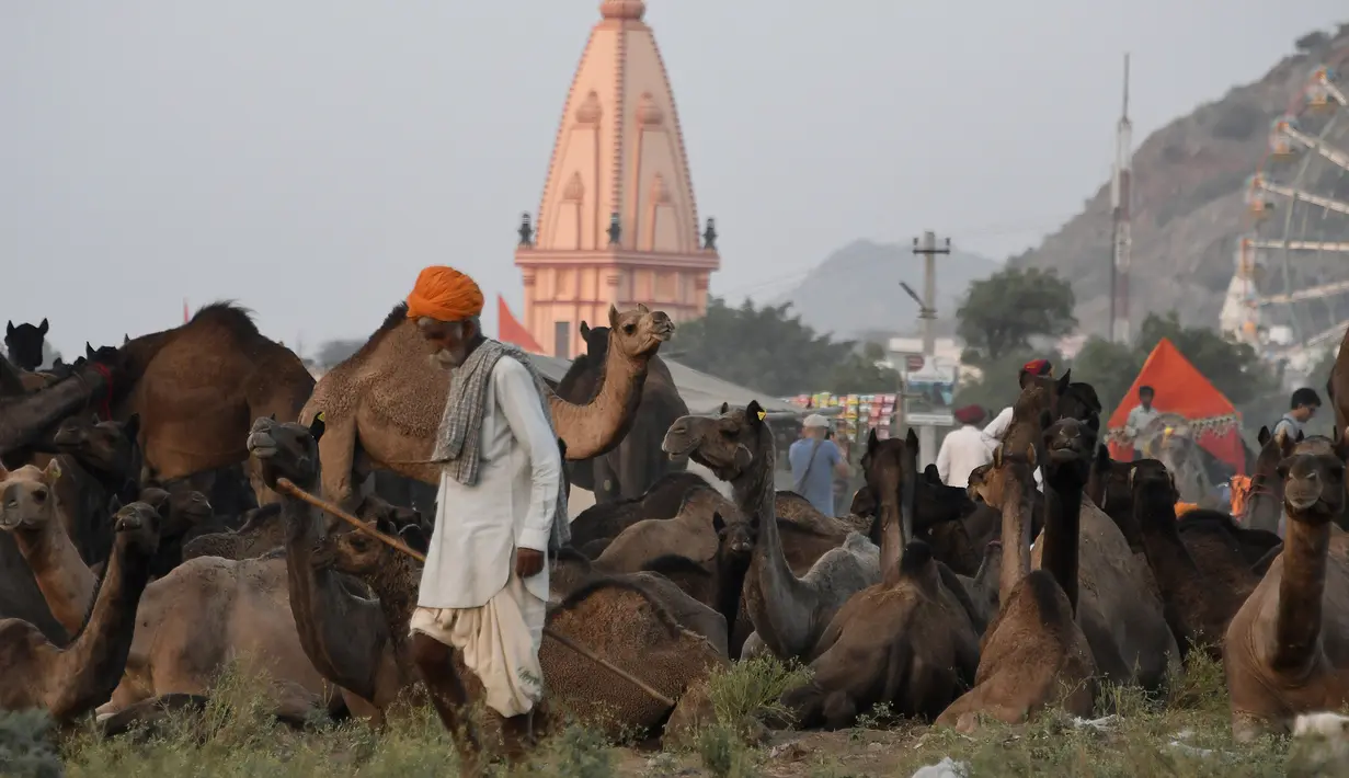 Sejumlah unta dikumpulkan saat mengikuti pameran di Pushkar, India (26/10). Acara yang memamerkan dan memperdagangkan ribuan hewan ternak, khususnya unta ini merupakan yang terbesar di dunia.  (AFP Photo/Dominique Faget)