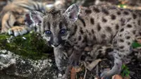 Tolak Berikan Puma Peliharaannya, Eks Tentara Afghanistan Diburu Polisi Polandia